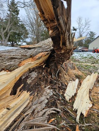 A large tree that has been knocked over by a storm.