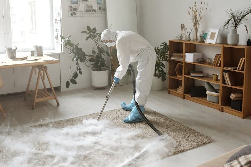 Person vacuuming a white rug in a bright living room with plants and wooden shelves