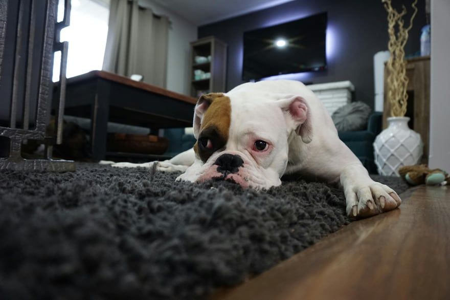 Bulldog lying on a carpet in a living room, resting with its head on the floor.