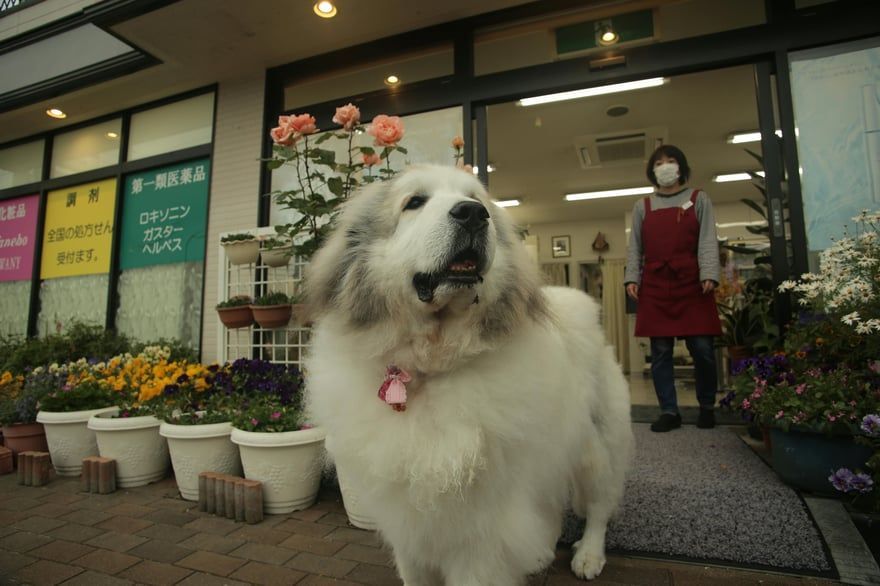 Large white dog wearing a pink tag stands outside a flower shop, with a masked employee behind it.