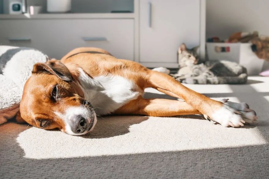 Dog sleeping on a sunlit carpet in a cozy living room, with a cat resting on the couch behind it.