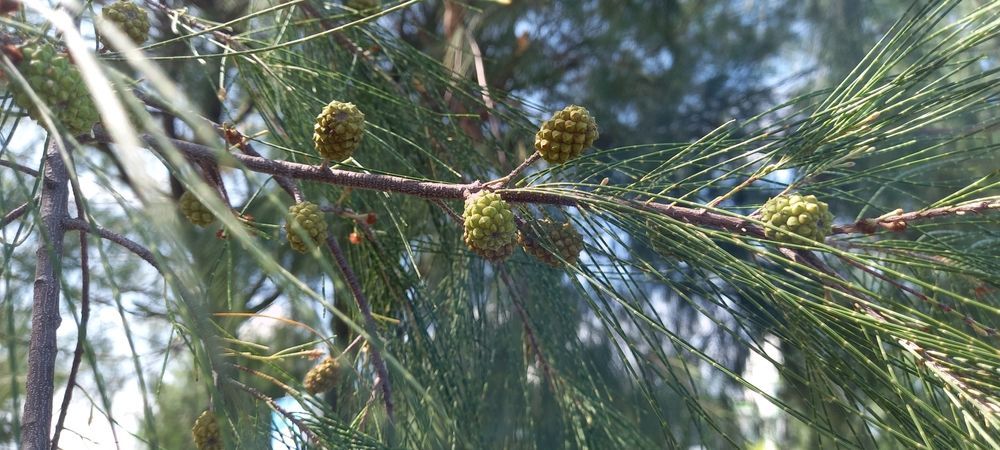 Photo Fruit of the plant Casuarina Cunninghamiana — Window Furnishing Services in Casuarina, NSW