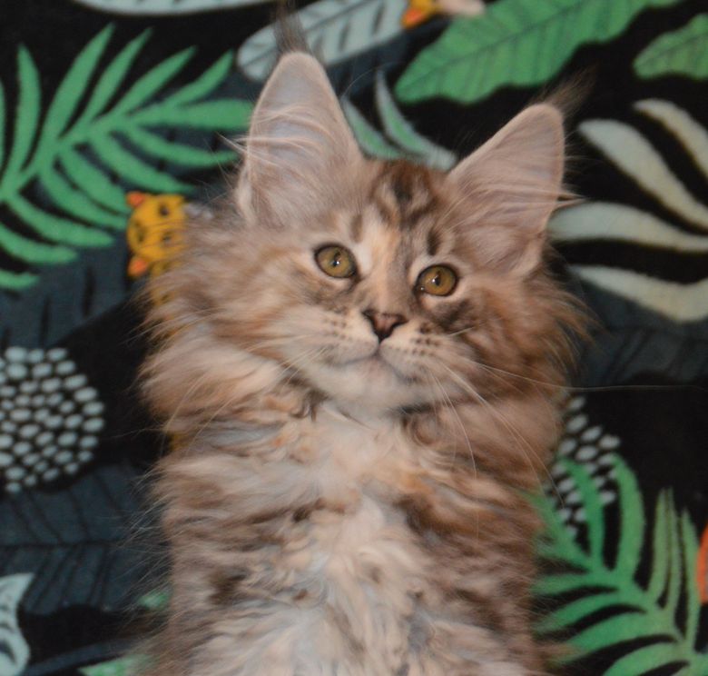 chaton maine coon