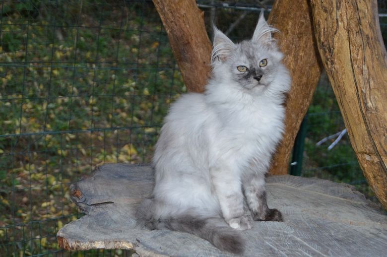 chatoin maine coon