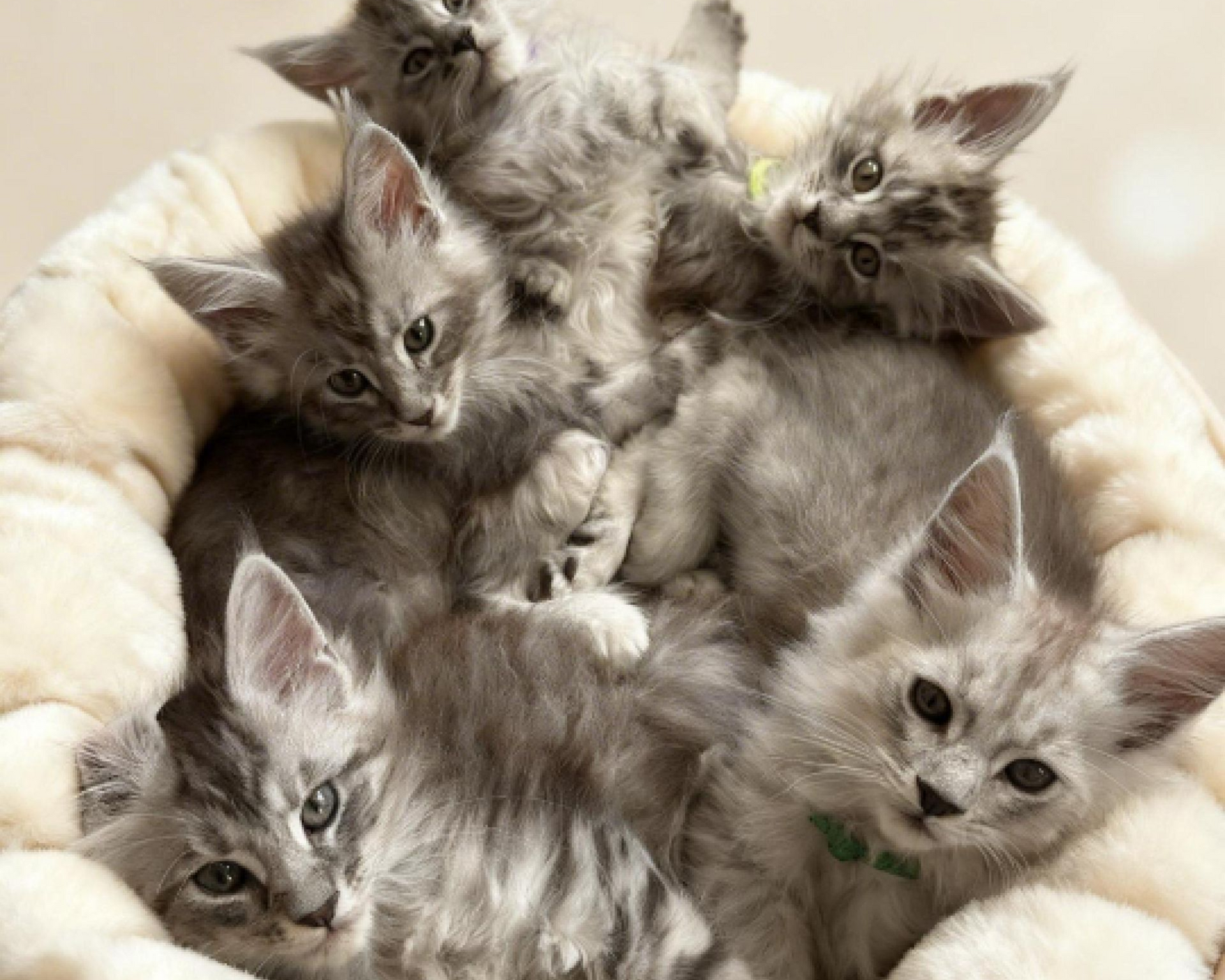 chaton a vendre