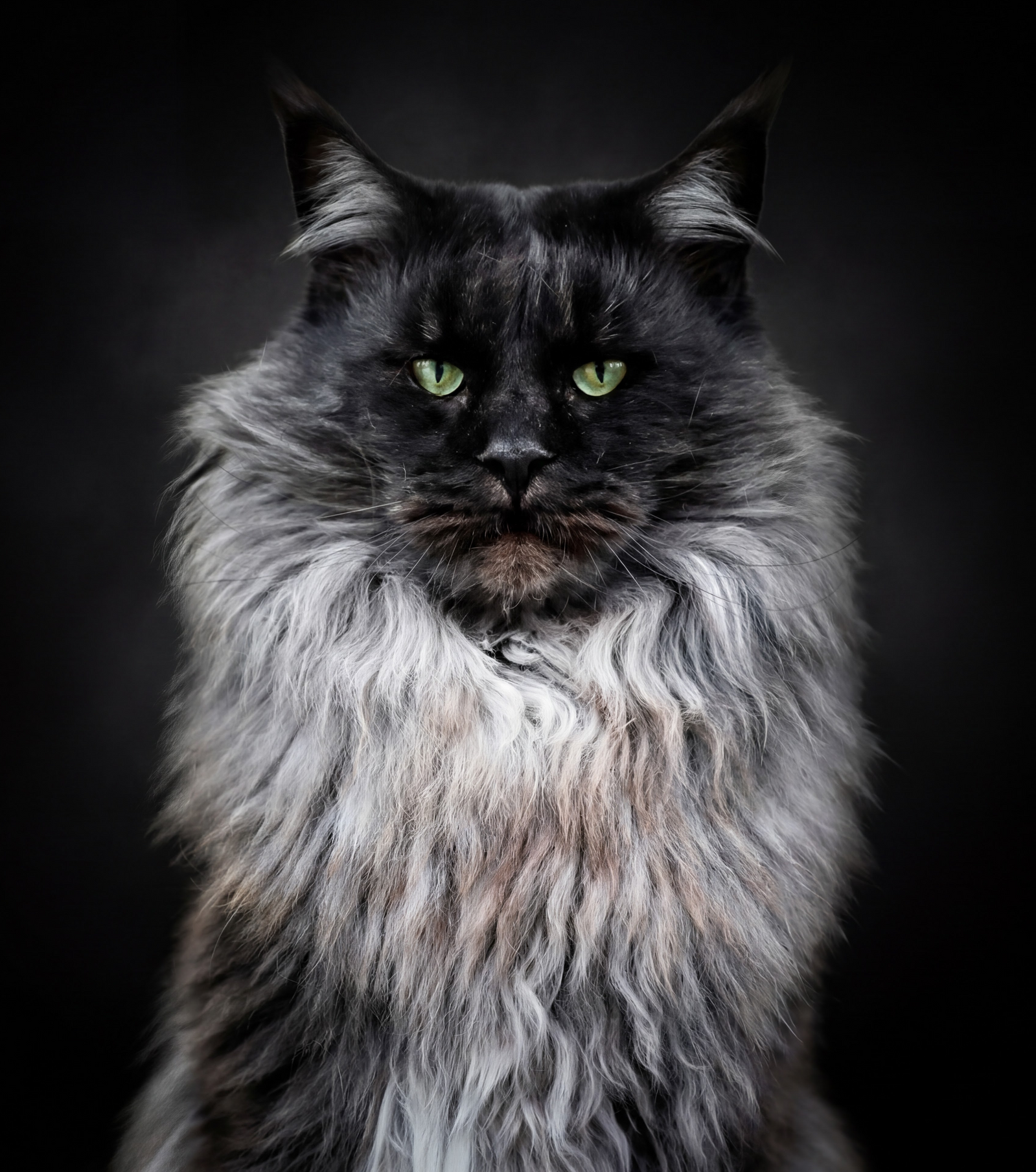 chaton maine coon a vendre