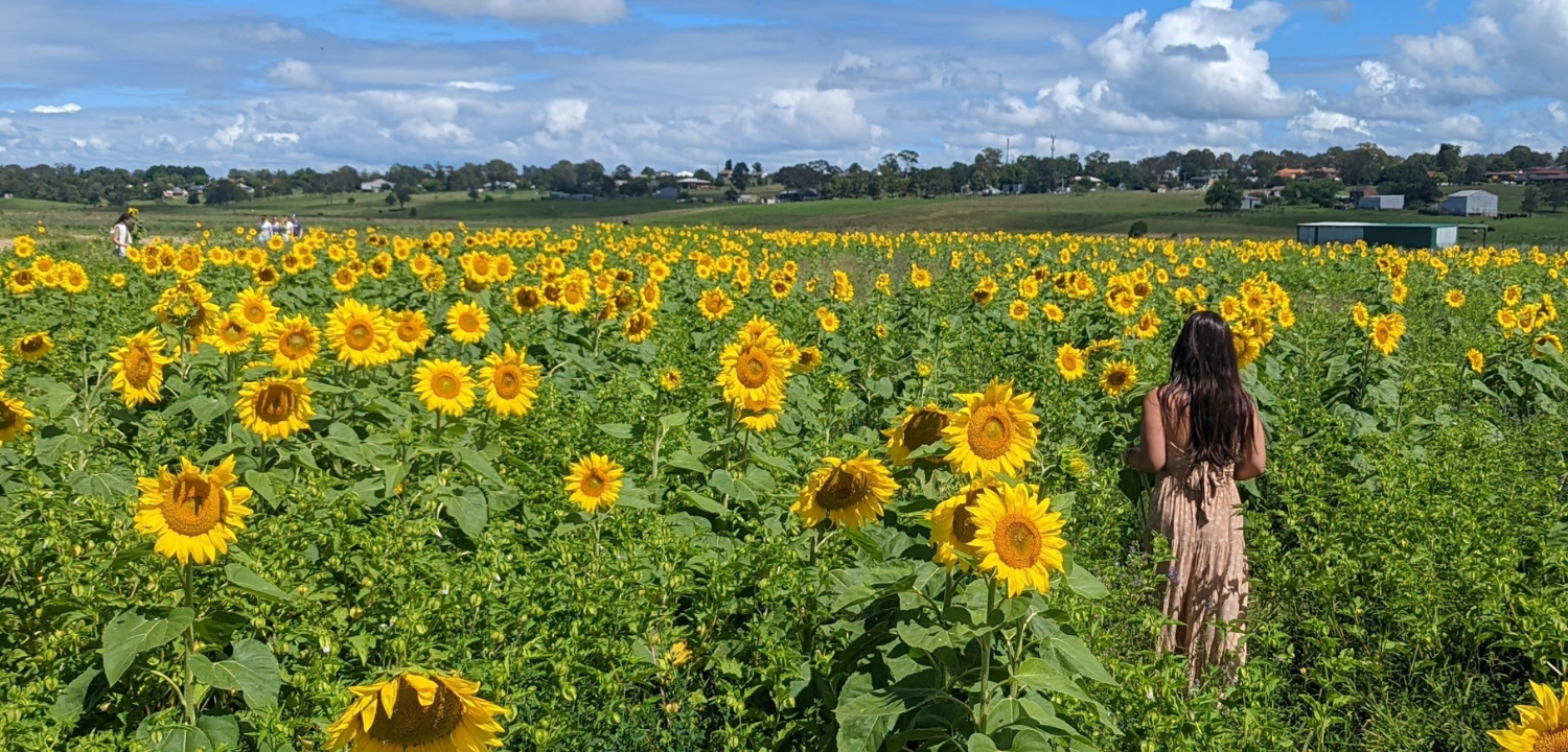 Person in a field of bright yellow sunflowers under a blue sky with scattered clouds