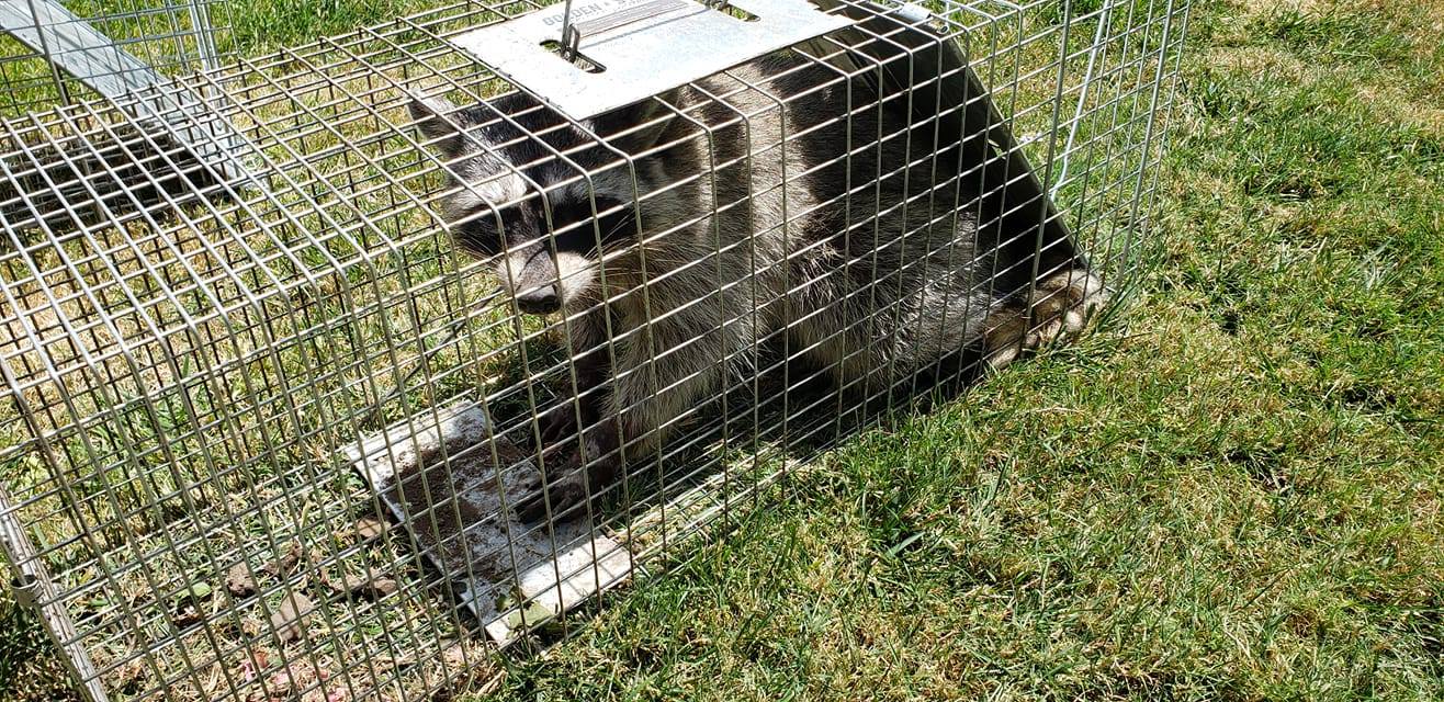Rodent Control Concord Ca