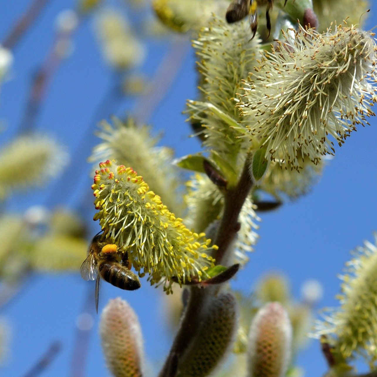 Eine Biene bestäubt eine gelbe Weidenkätzchenblüte an einem Zweig vor blauem Himmel.