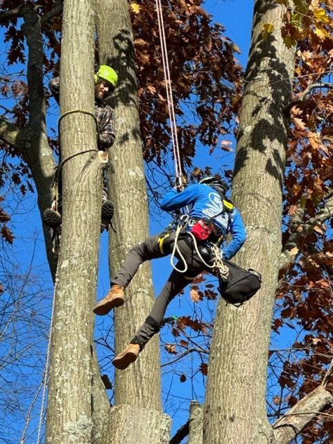 Tree Trimming Pittsburgh