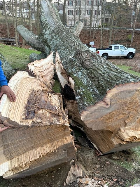 Tree Removals Pittsburgh