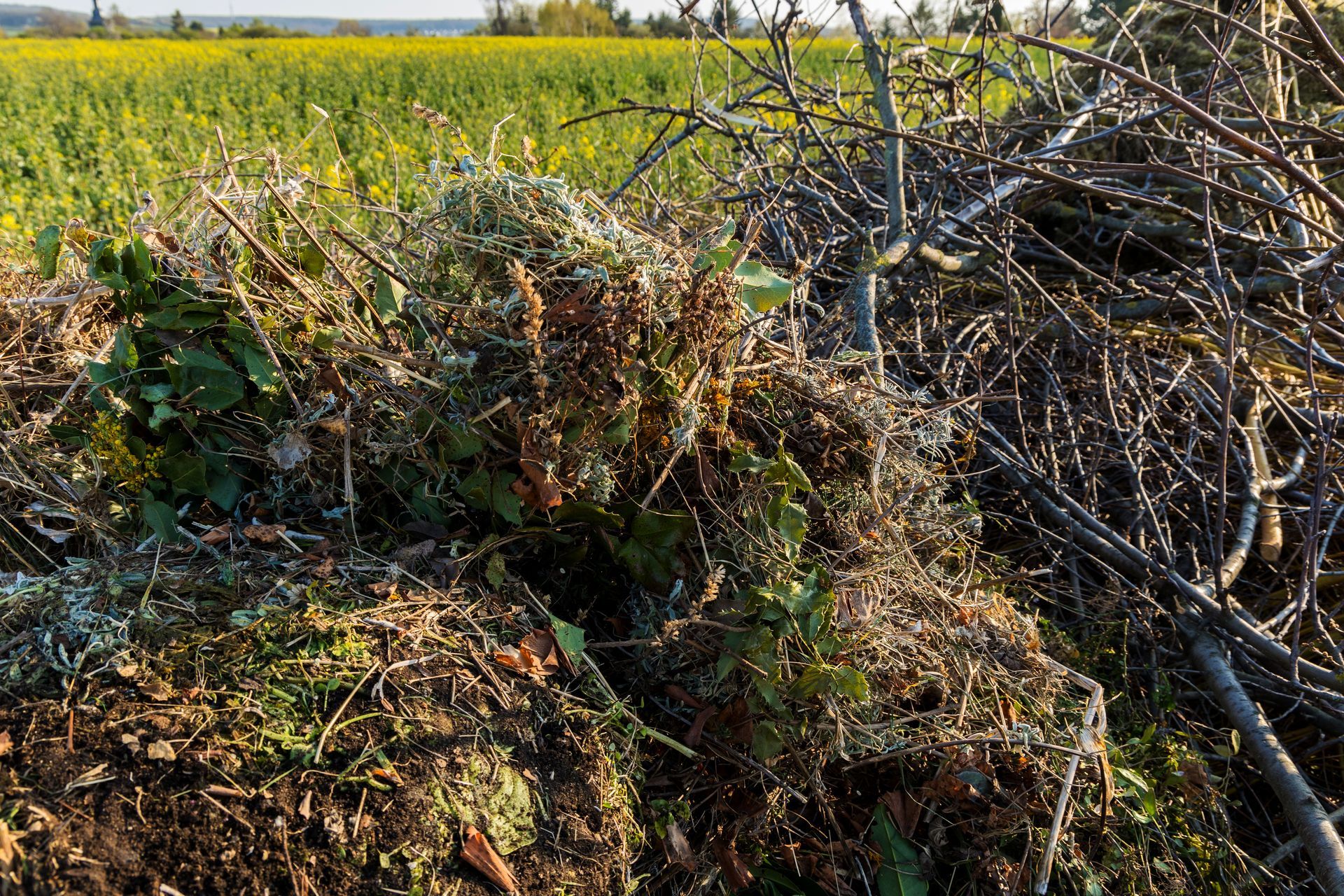 Pile of brush and yard waste in front of a yellow field.