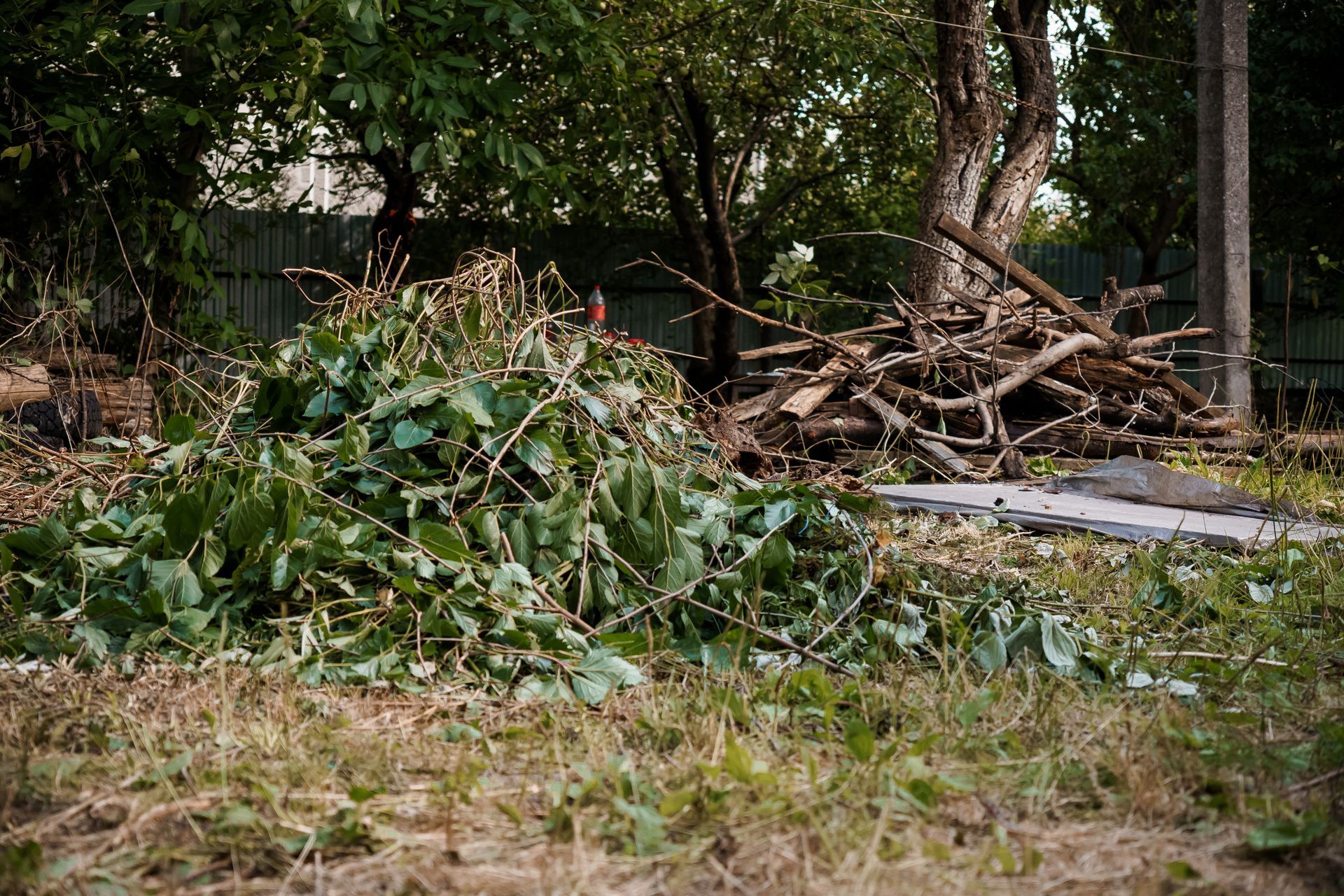Pile of green yard waste and branches in a grassy yard, trees in the background.