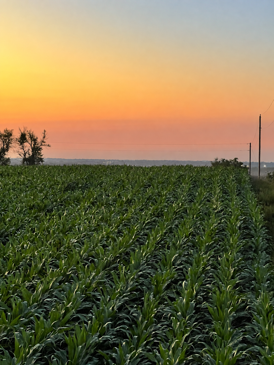 Rows of green crops at sunset beneath an orange and pink sky