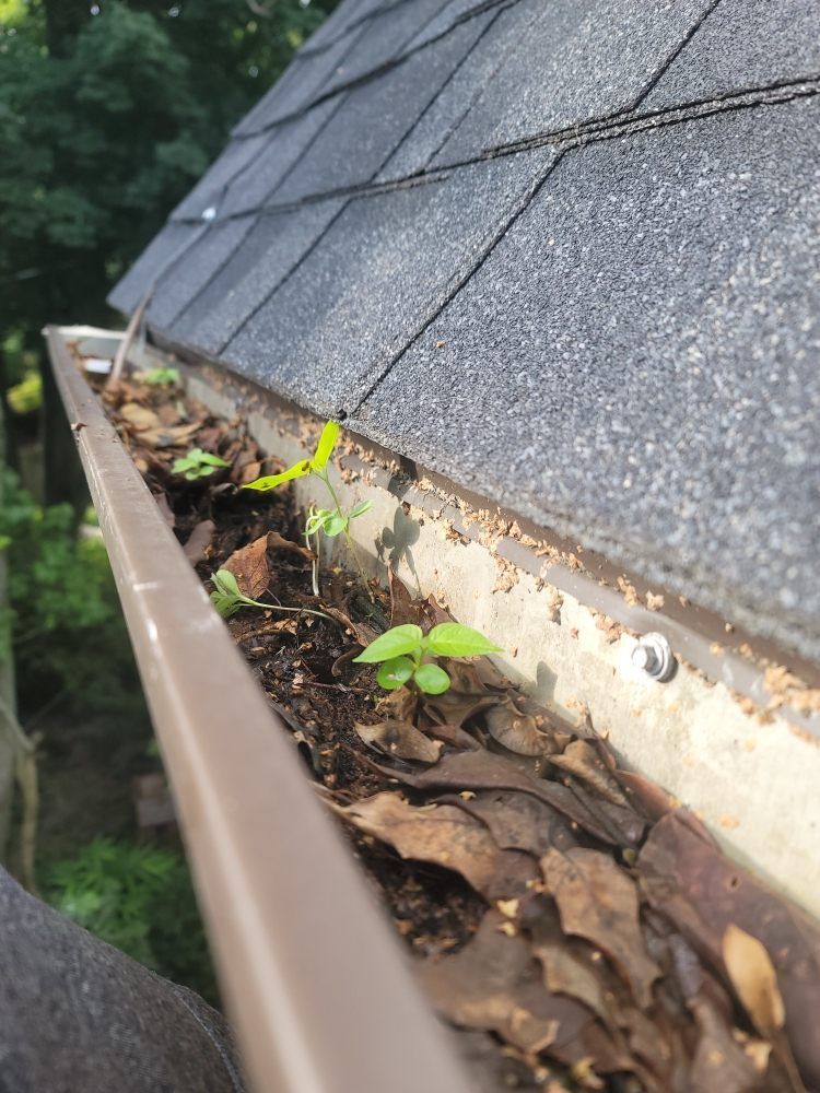 Small green plant seedlings growing in a gutter filled with dead brown leaves beneath a grey shingled roof.