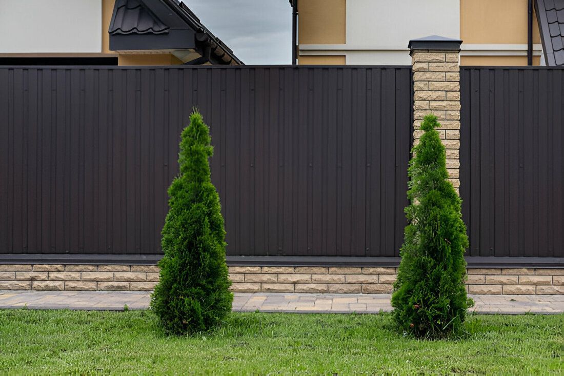 Two small evergreen shrubs in front of a dark fence and stone wall with green grass.