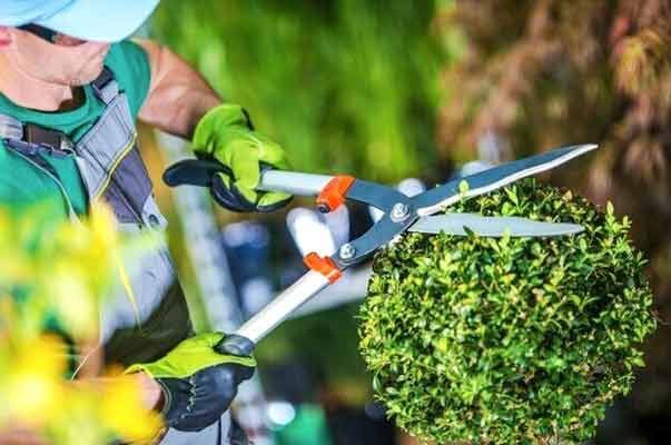 PROLIMPIEZA - Jardinería PROLIMPIEZA - Jardinería