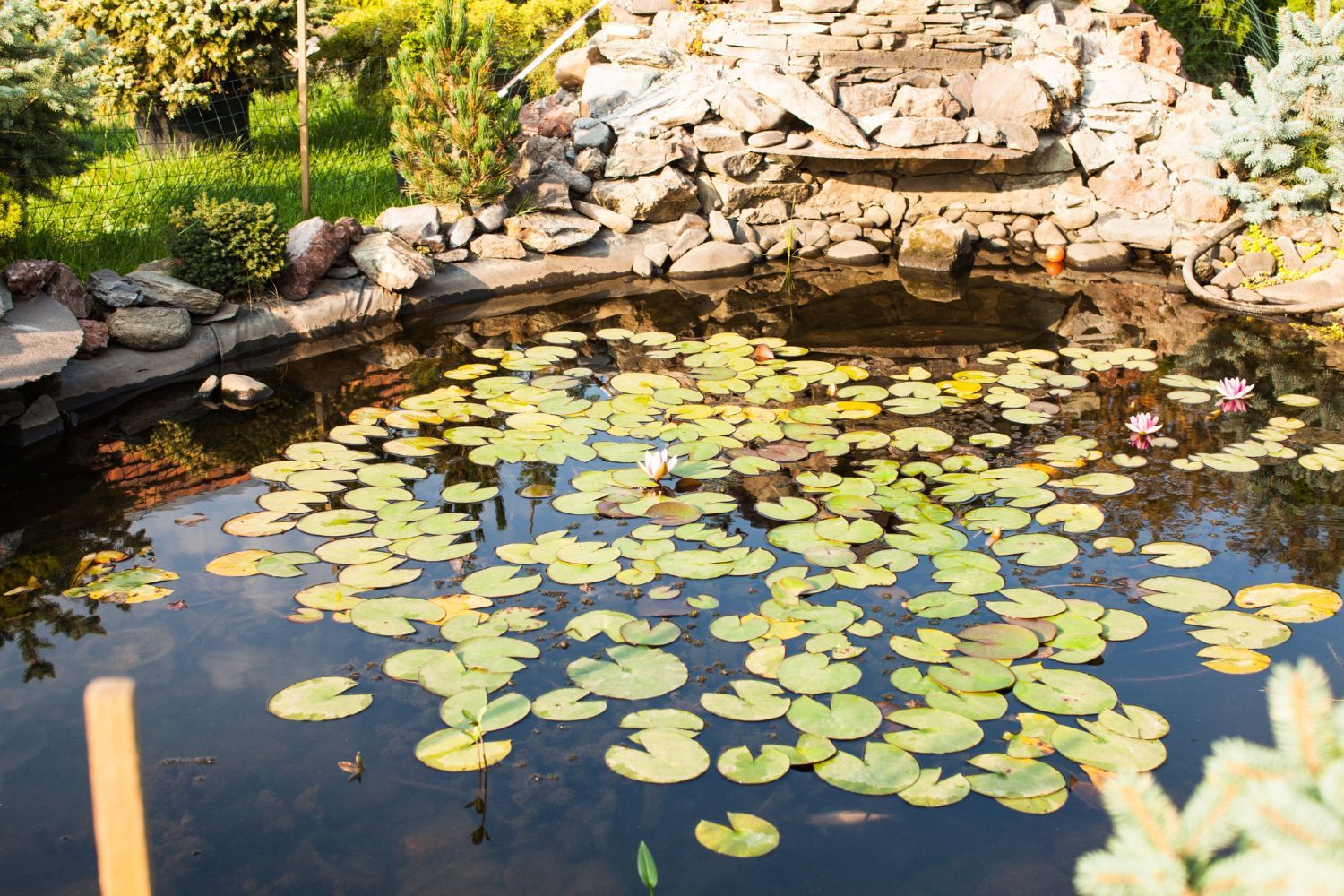 Ecosystem Pond