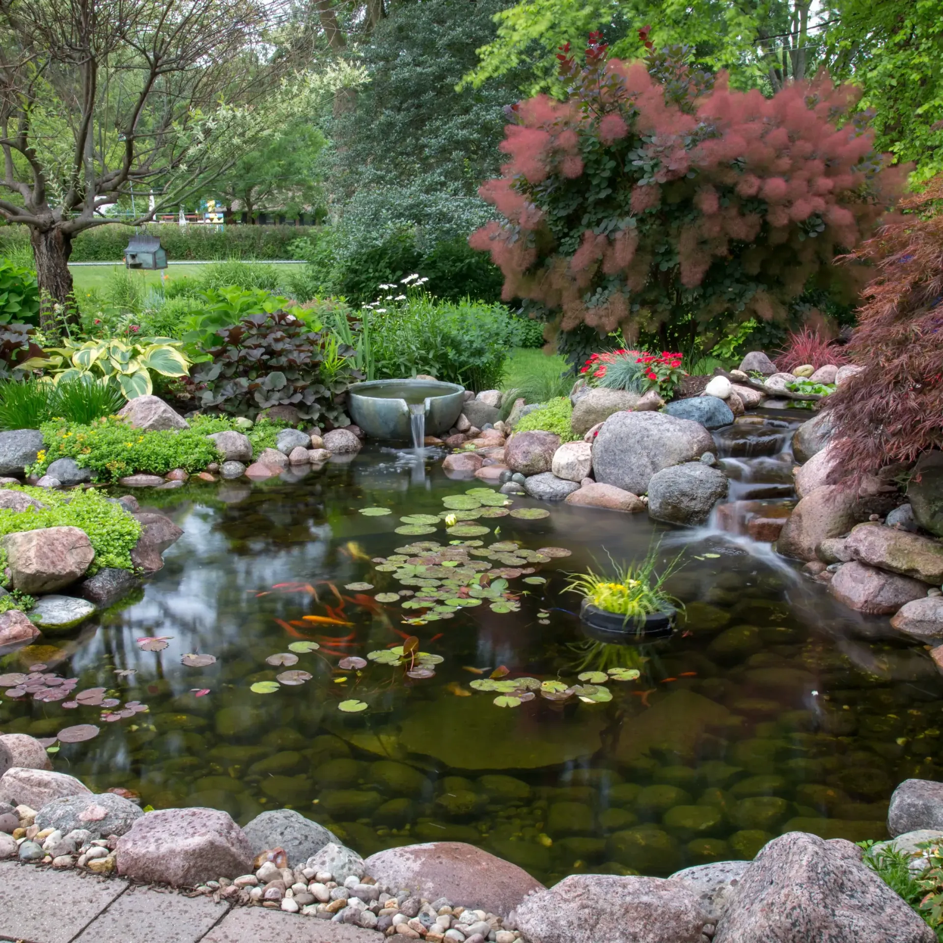 Pond with koi fish, waterfall, rocks, and lush greenery in a garden setting.