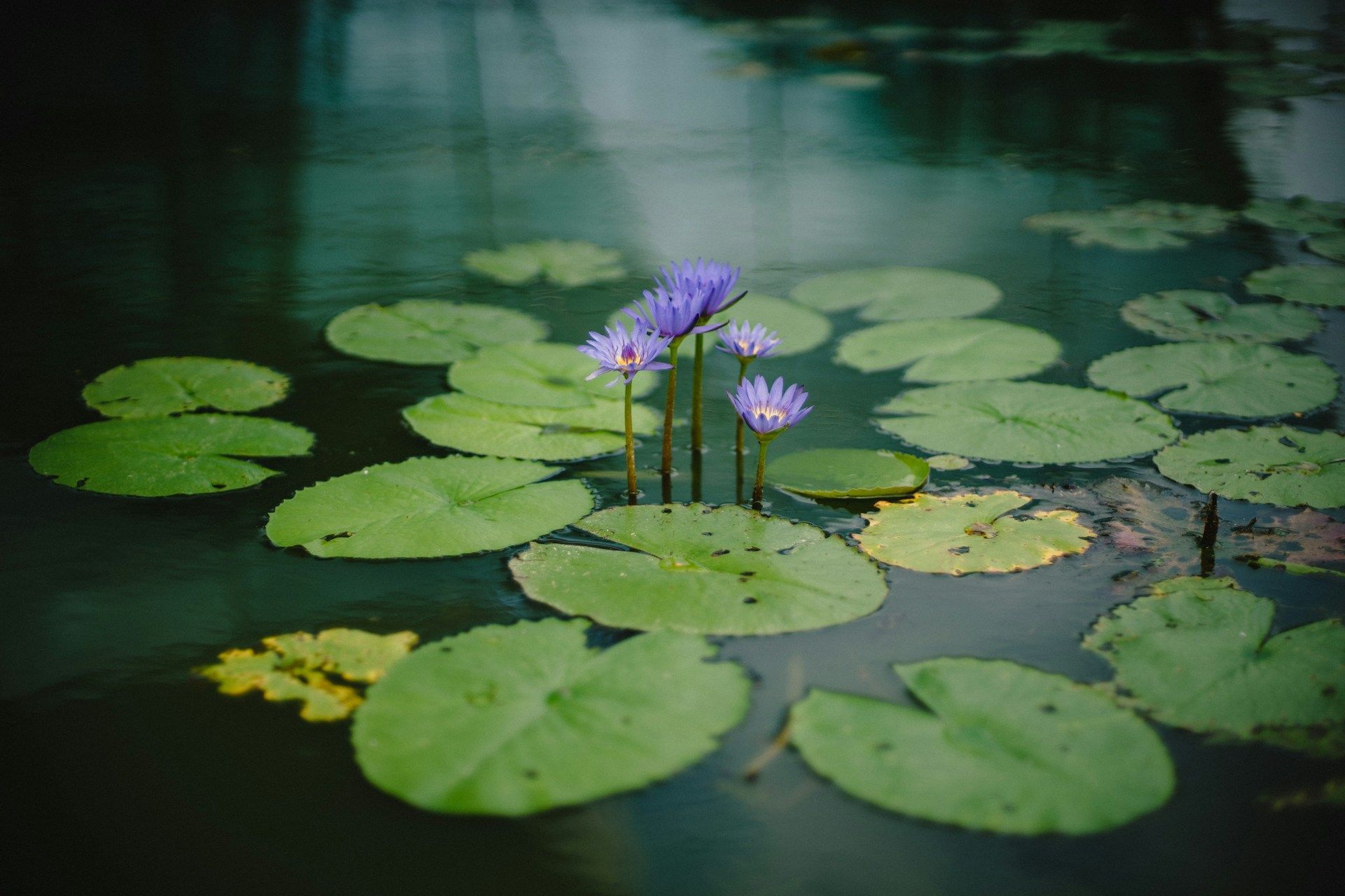 Pond