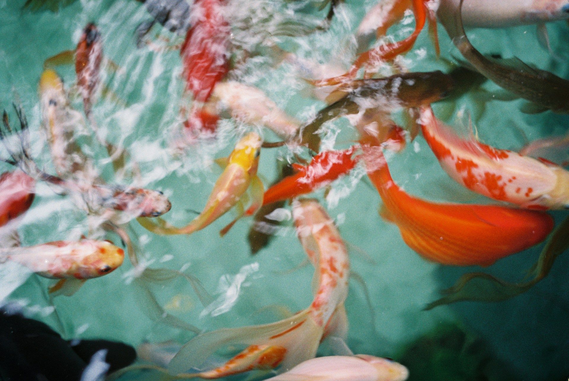Koi Pond
