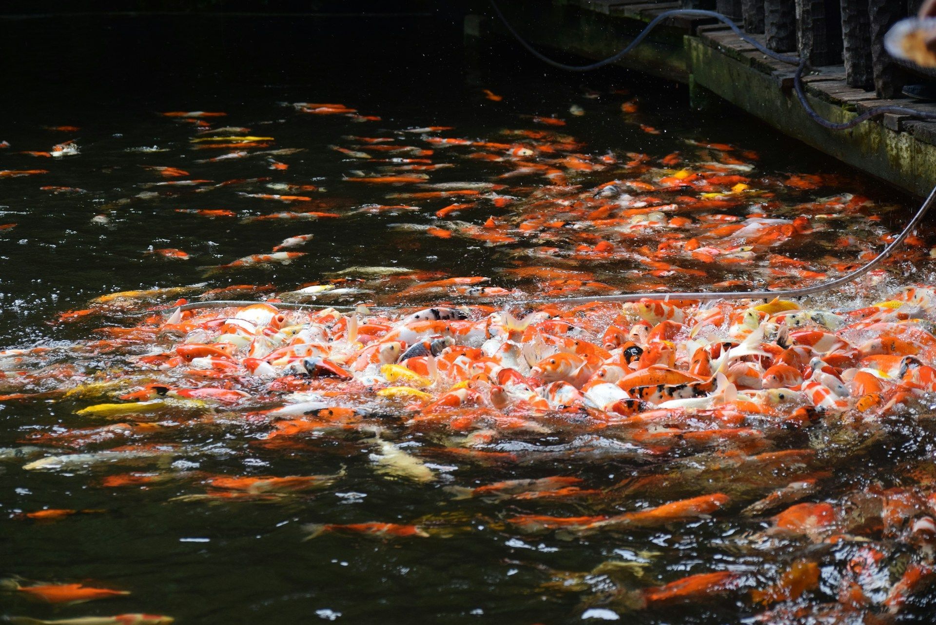 Koi Ponds