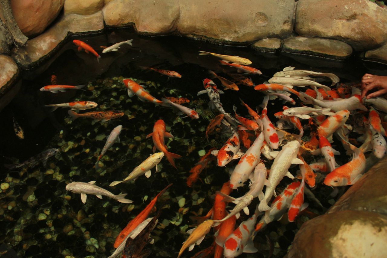 Koi Pond