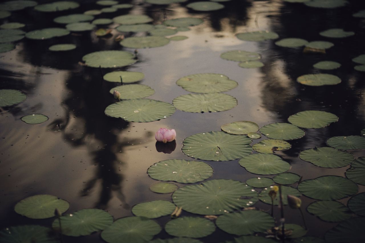 Pond