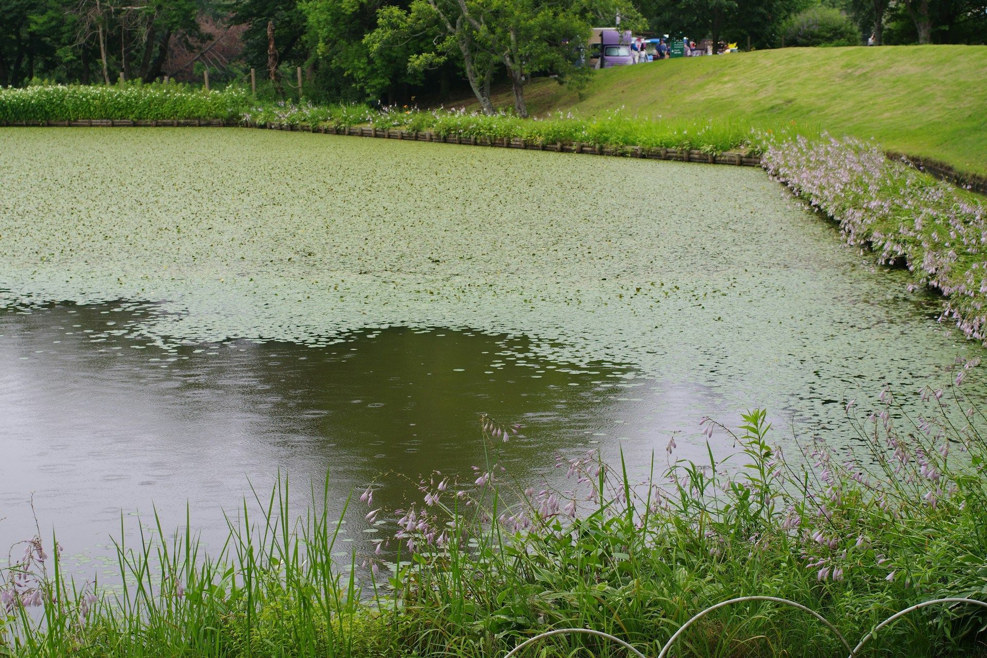 Pond
