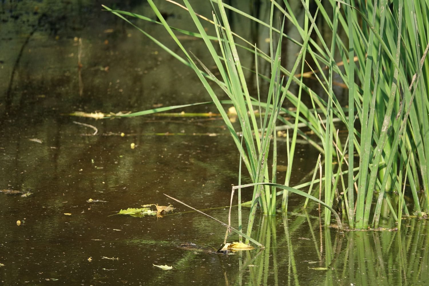 algae