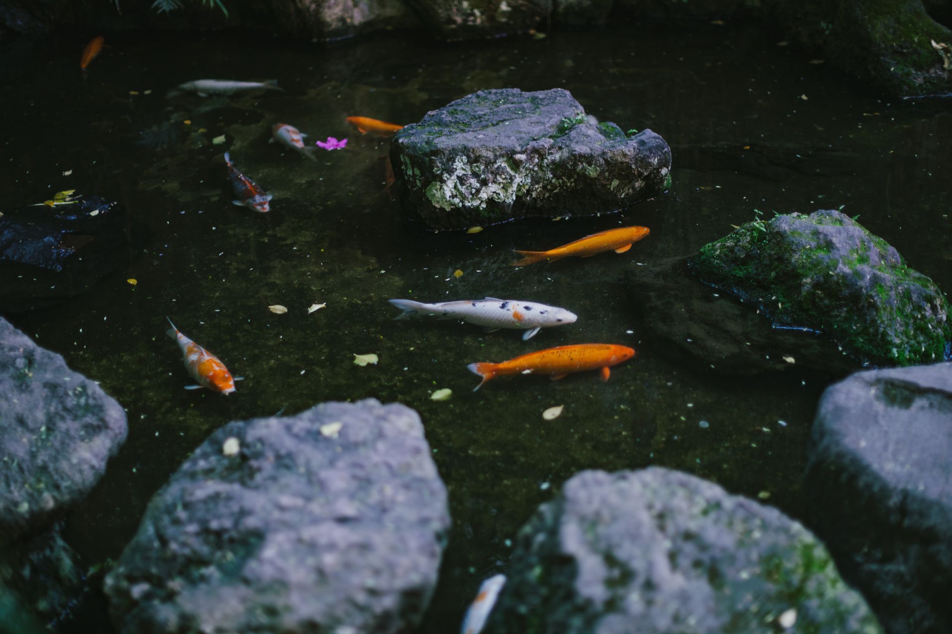 Koi Ponds
