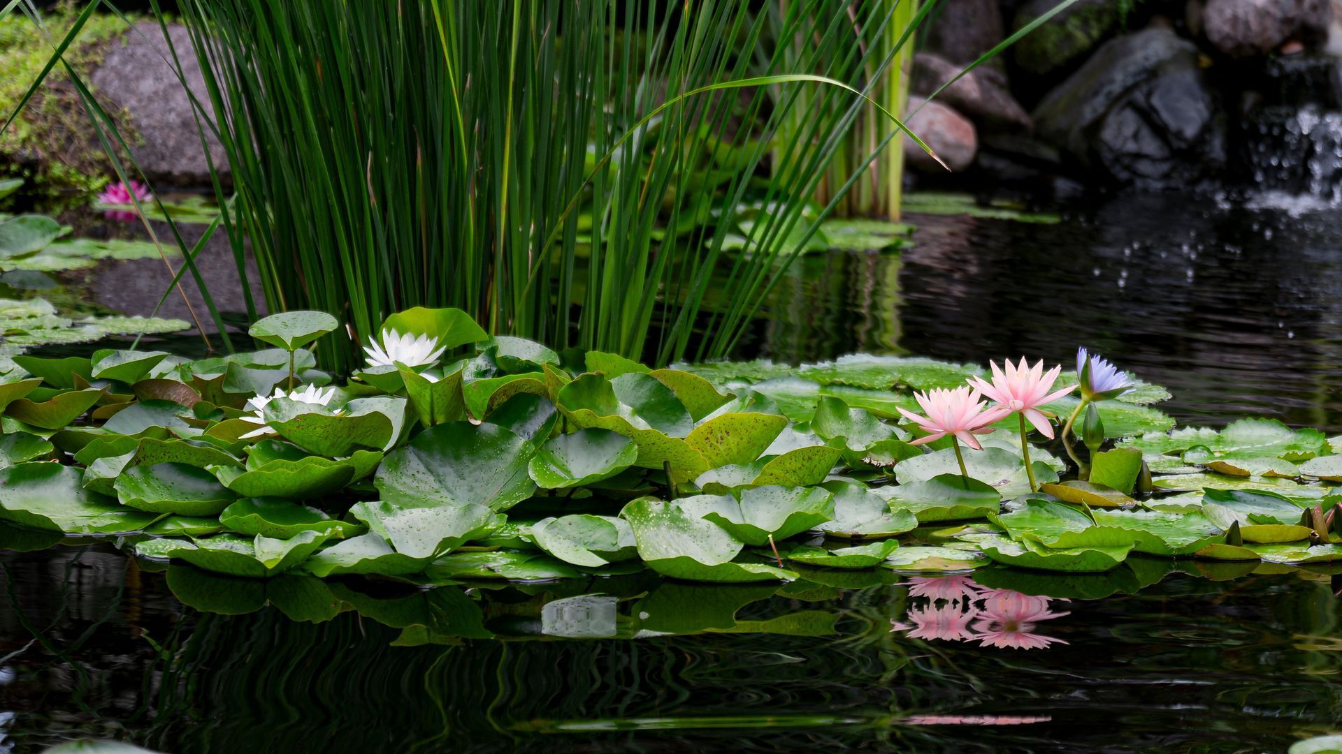 Aquatic Plant Layering
