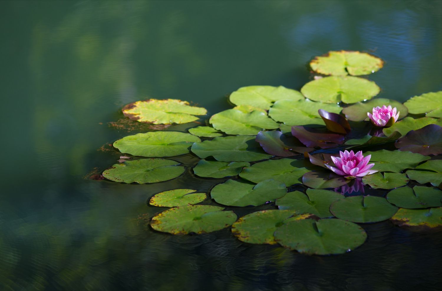 pond plants