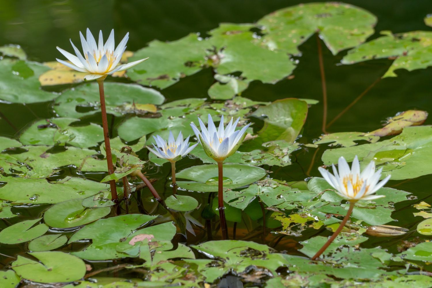 pond plants