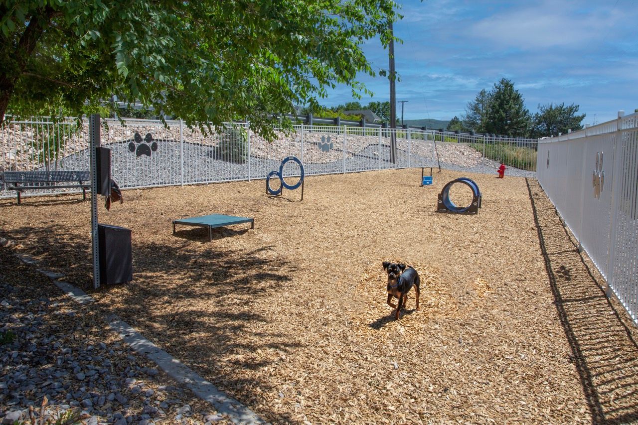 Hills at Renaissance Outdoor fenced dog park with agility obstacles and a small dog running.