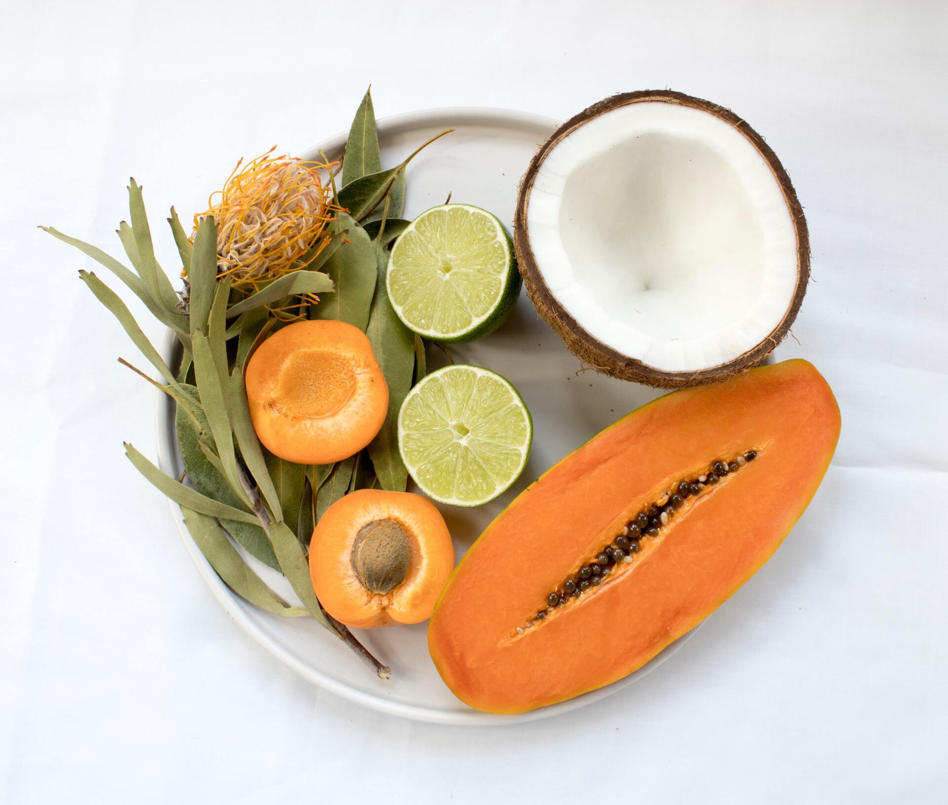 alimentos naturales para mascotas y humanos alimentos naturales para mascotas y humanos