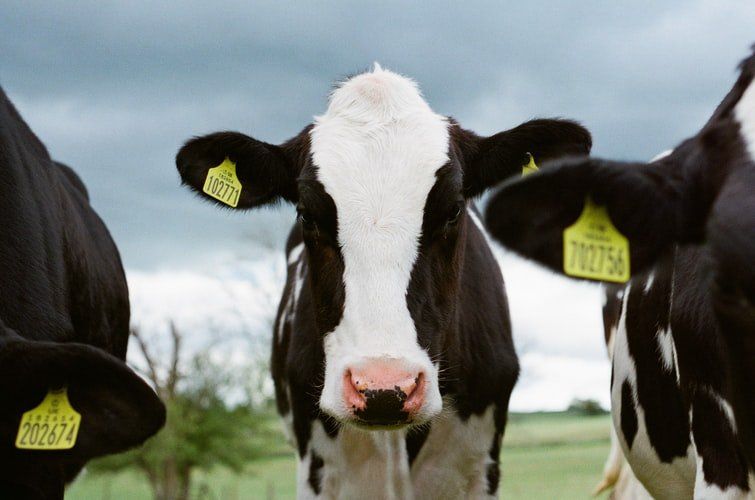 optimización industria alimentaria optimización industria alimentaria