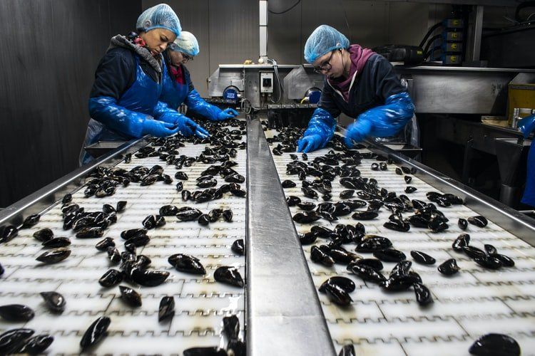 máquinas industriales para alimentos máquinas industriales para alimentos
