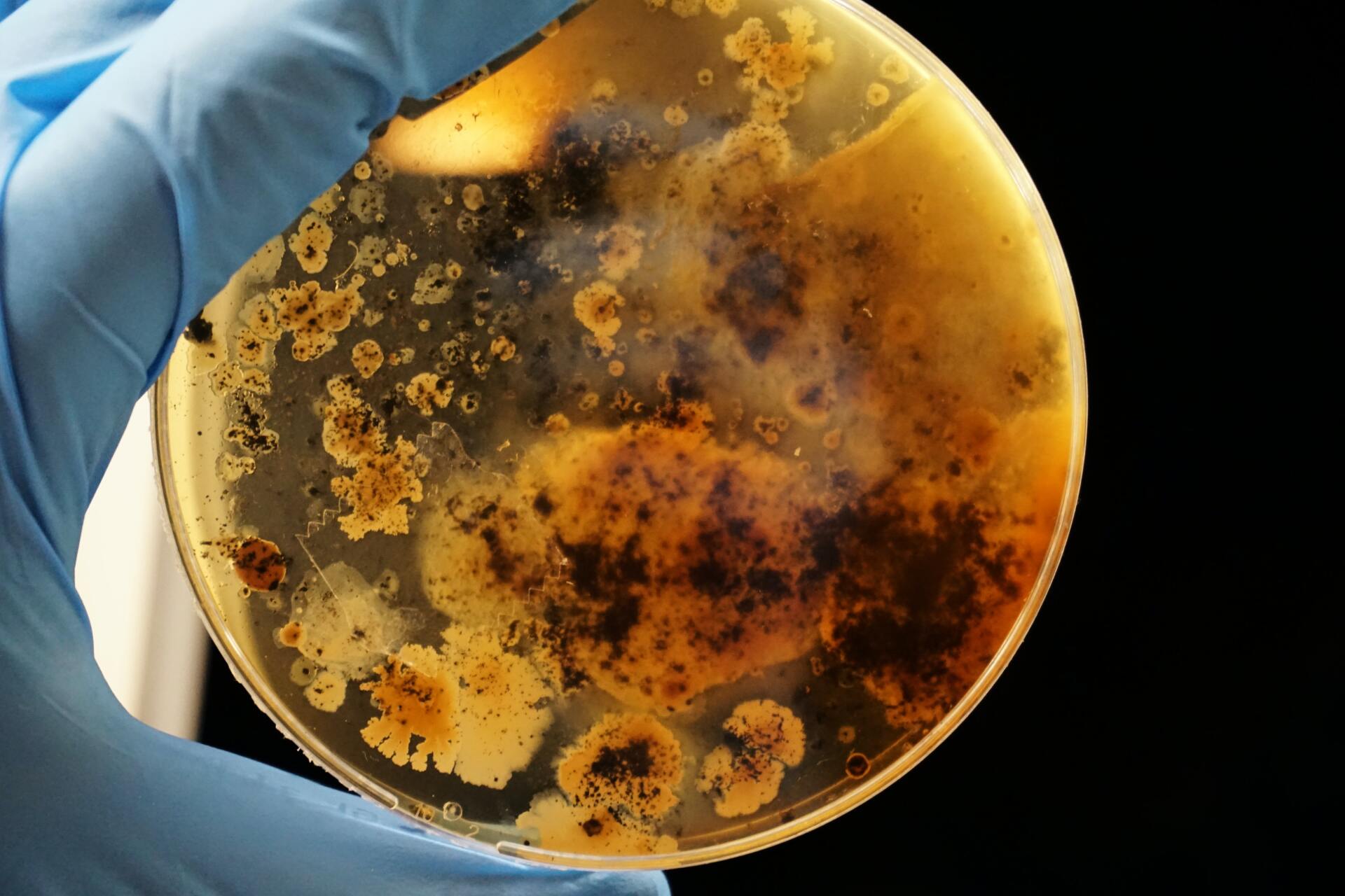 investigación científica de bacterias durante el procesamiento de alimentos investigación científica de bacterias durante el procesamiento de alimentos