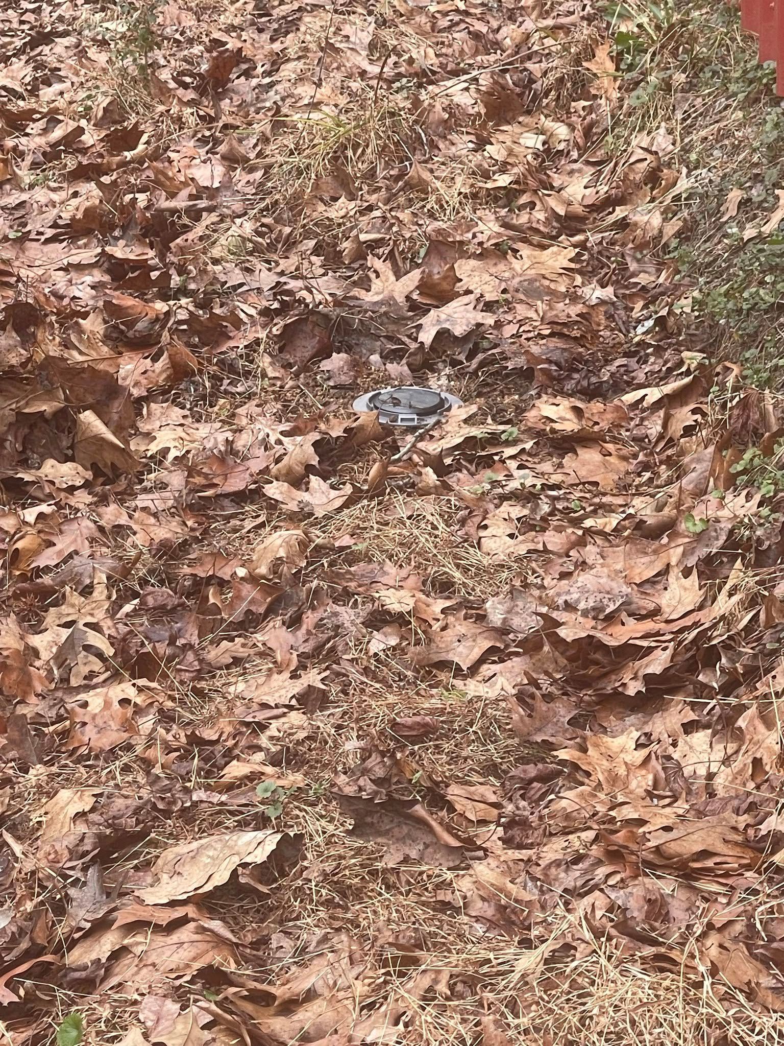 A pile of leaves on the ground in the woods.