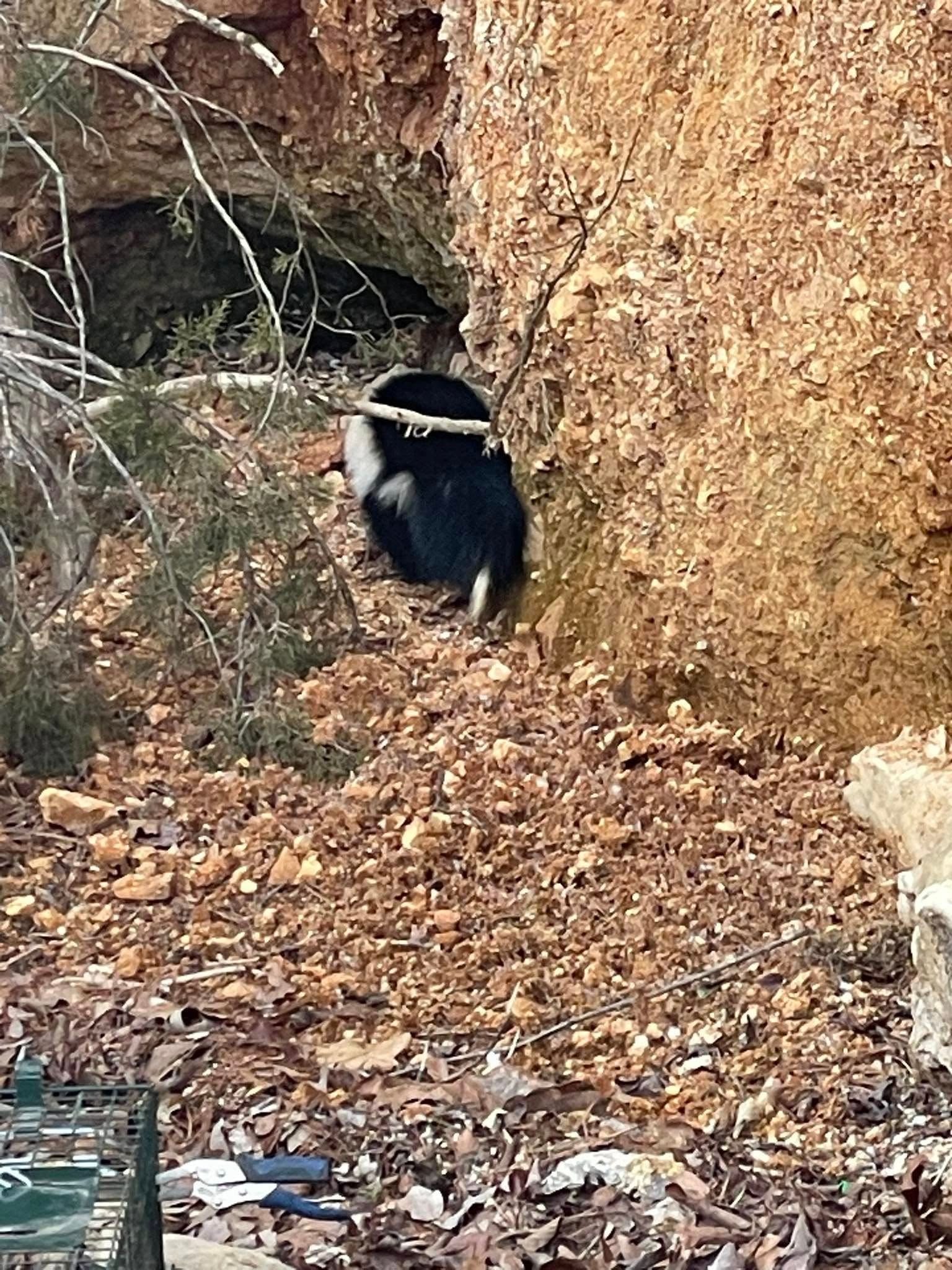 A black bear is standing next to a rock in the woods.