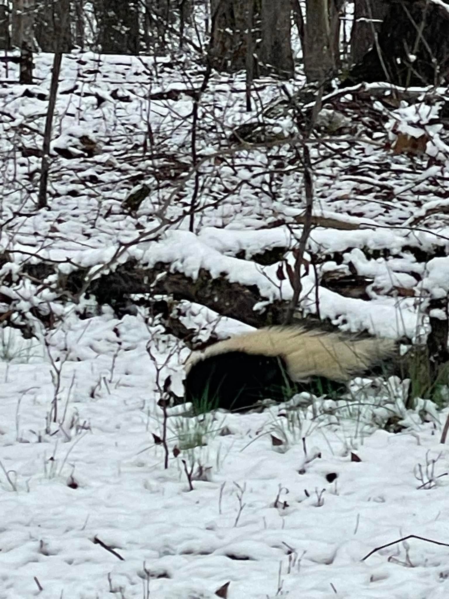 A panda bear is laying in the snow in the woods.