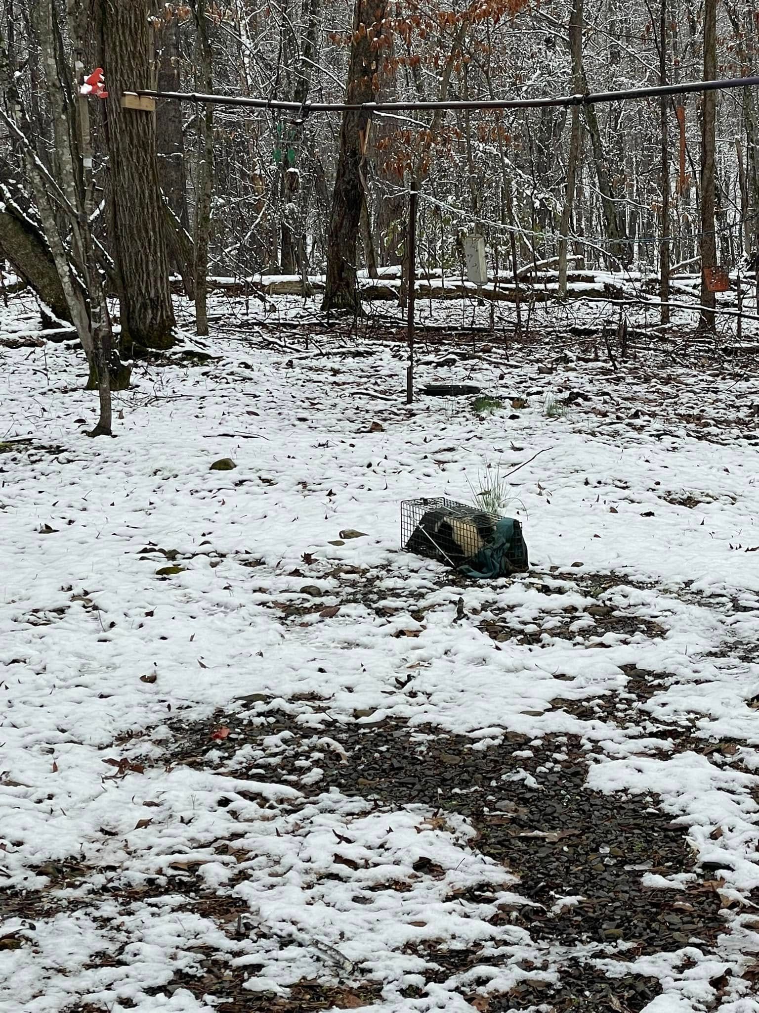 A person is laying in the snow in the woods.