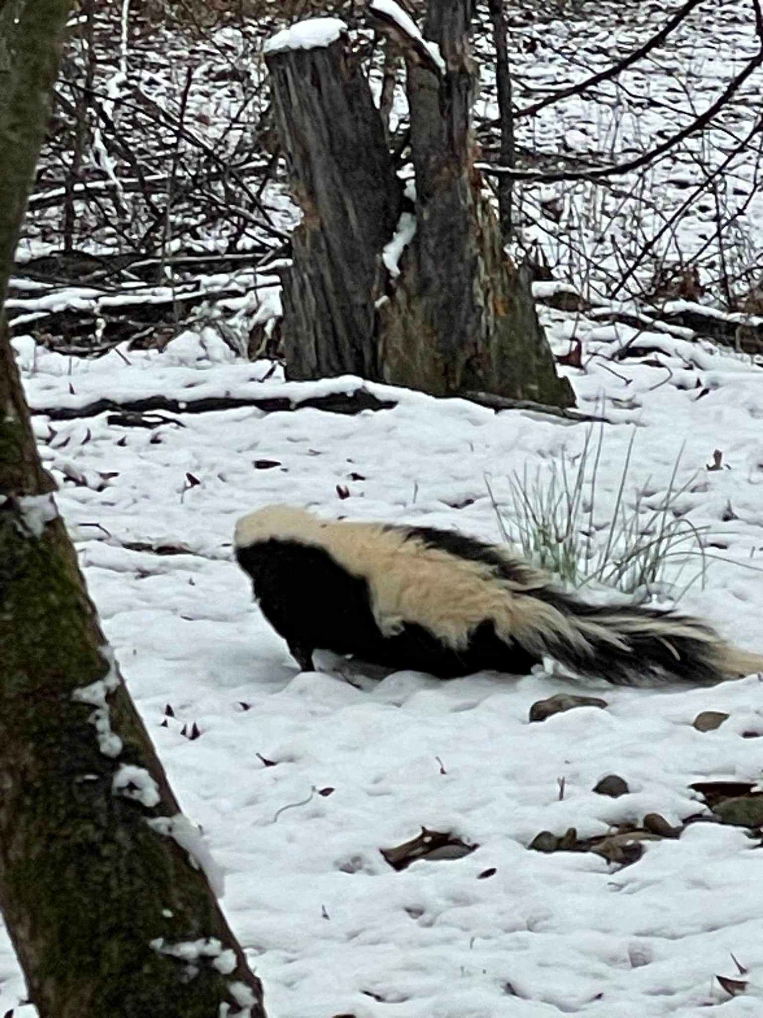 A black and white skunk is standing in the snow near a tree.