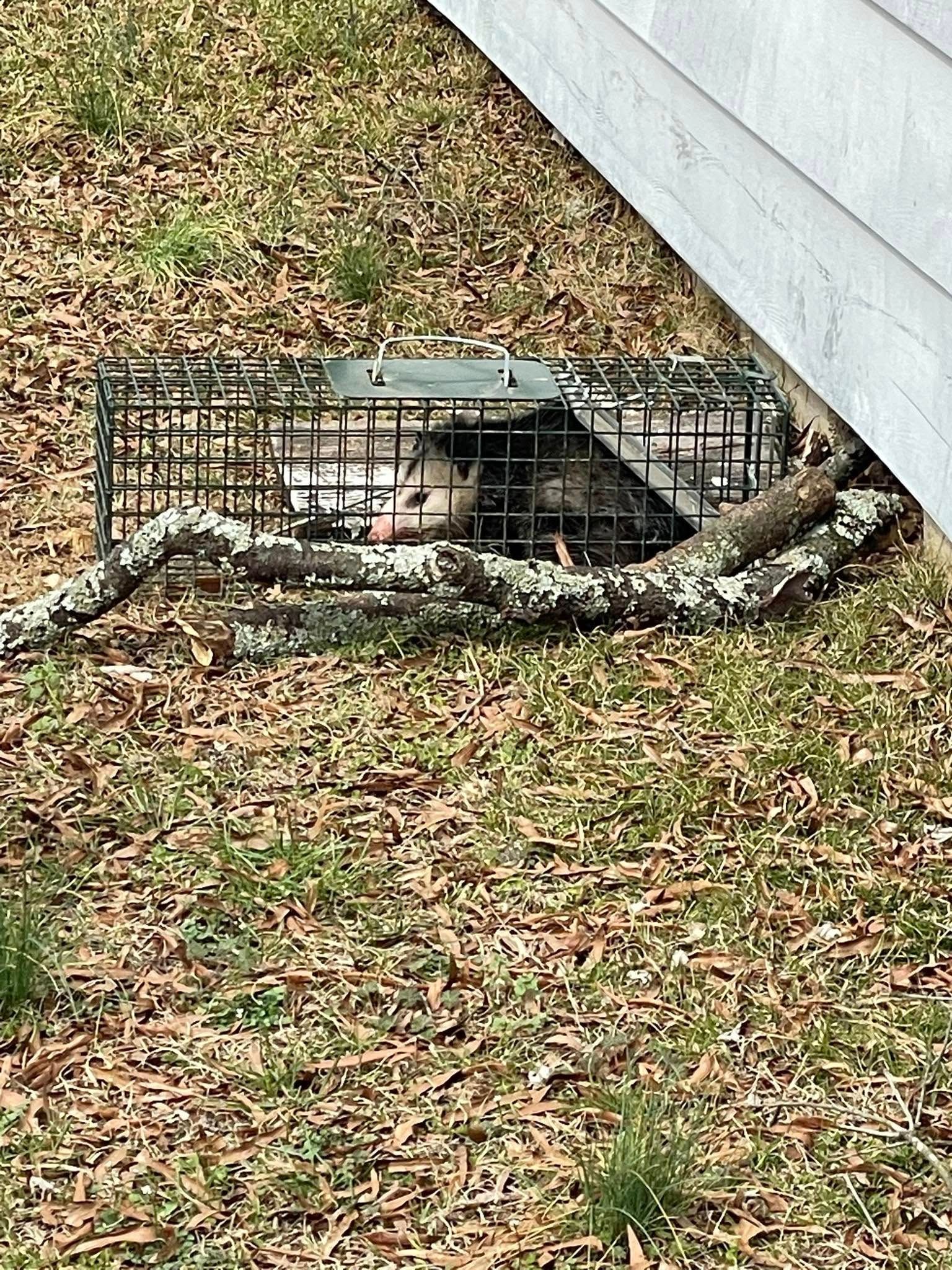 An opossum is sitting in a cage under a house.