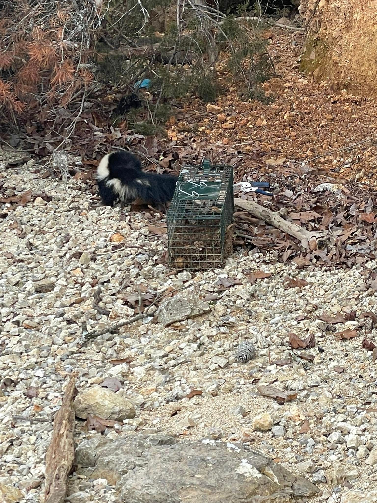 A black and white dog is laying on a pile of rocks next to a crate.