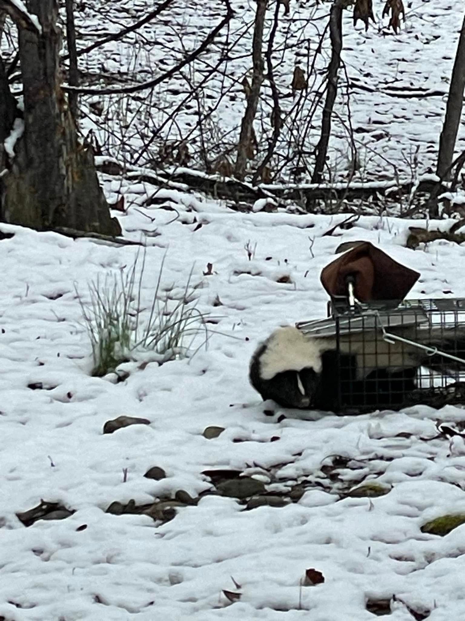 A skunk is sitting in a cage in the snow.