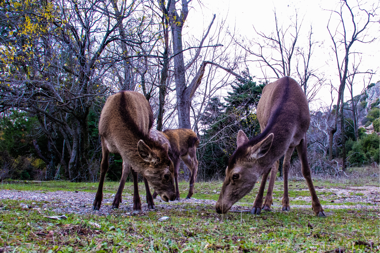 Deers at the National Park of Parnitha near Athens.