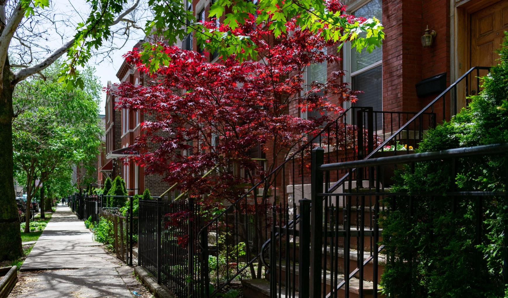 Tree-lined sidewalk beside brick apartment buildings with black iron fences