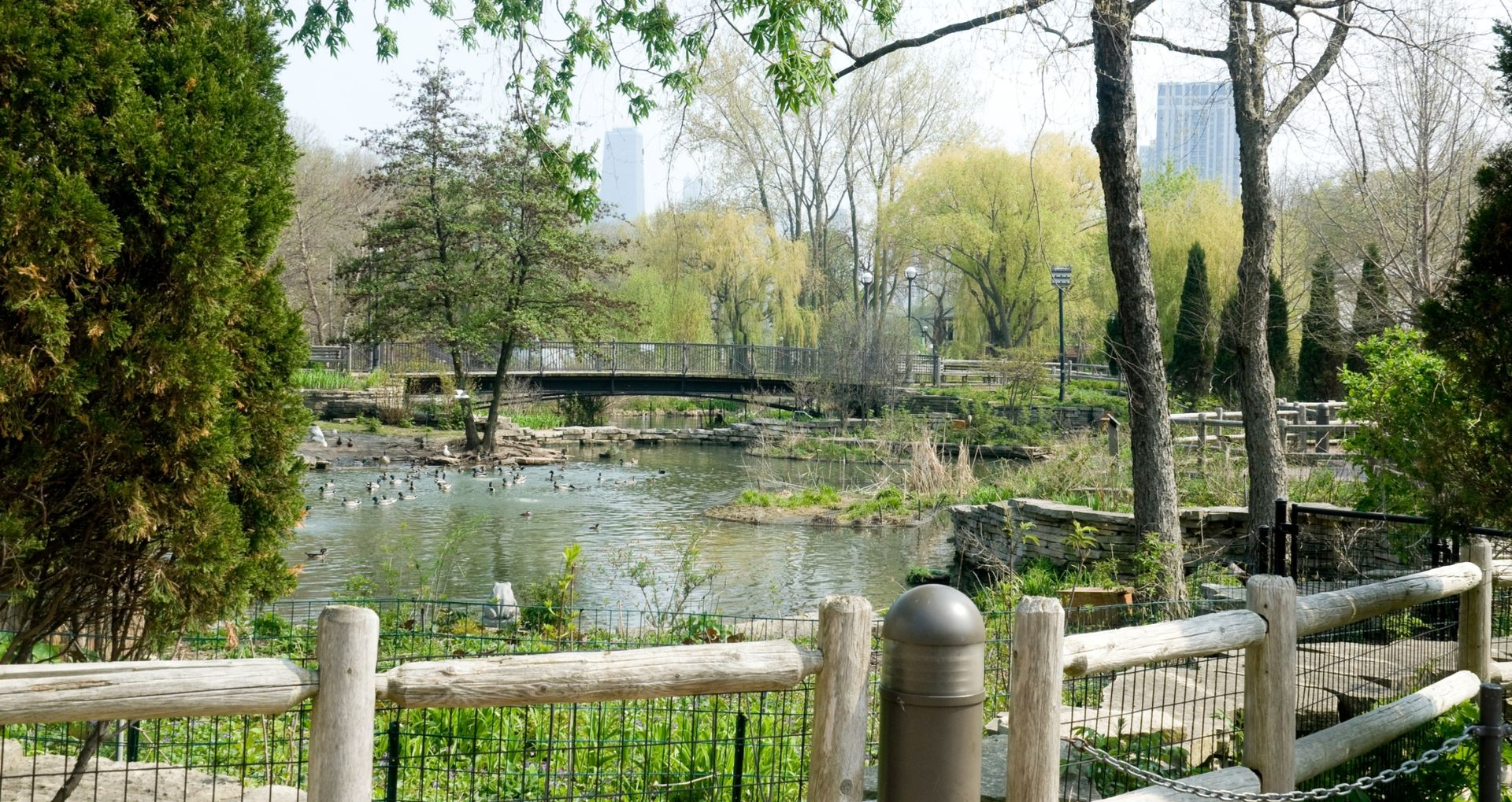 Wooden fence beside a pond with lily pads and trees in a zoo